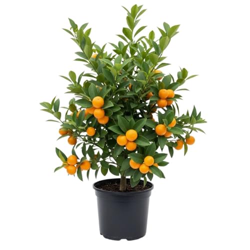 Live Meiwa Kumquat Tree 1 Gallon Pot Dwarf Kumquat Citrus Tree 1-2ft Tall Perennial Citrus Fruit Tree for Planting Outdoor Garden