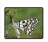 schwalbenschwanz schmetterling bilder Mauspadgröße: 24 cm x 20 cm (9,5 