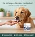 Vivylo 90 Grünlippmuschel Hundeleckerli | 270g | Gelenktabletten mit Glucosamin, Kollagen, Kurkuma, MSM für Gelenke und Knochen - Leckerlis für aktive & älternde Hunde mit Vitamin C, D3 und Zink