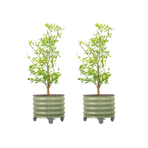 Image of Rolling Metal Citrus Tree Planter Pot, 21″ Round Planter Box for Porch Patio & Backyard, 20 Gallon Large Planter Pot with Wheels for Growing Olive Trees Tomatoes Vegetables Flowers, 2 Pack Olive Green