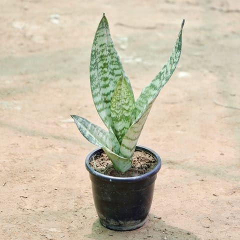 Snake Plant in 4 Inch Nursery Pot-image-35
