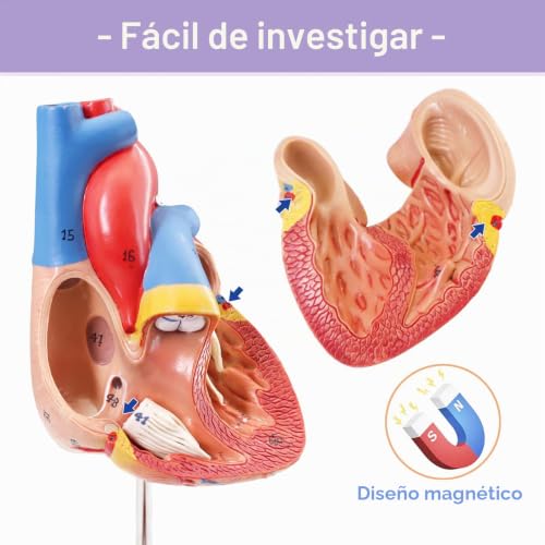 Modelo de corazón humano para anatomía con estructura desmontable de 2 piezas para clases médicas 3