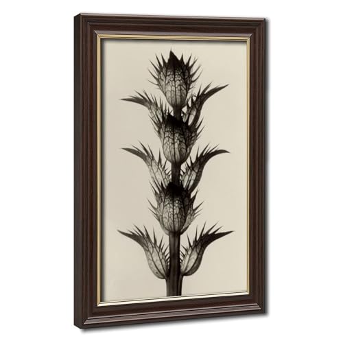 Toile Karl Blossfeldt : photographie botanique vintage pour sublimer le salon ou un bureau