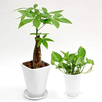 Amazon 選べる観葉植物 陶器鉢2点セット 4号 パキラ 3号 お好きな植物 3号 ポトスグローバルグリーン パキラと観葉植物専門店marubun 観葉植物 通販