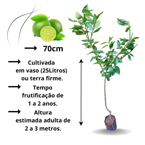 Muda de Limão Taiti Enxertado - Compre Agora Verde