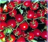 Bonsai Dwarf Red Cherry Tomato 35 Seeds - Hybrid