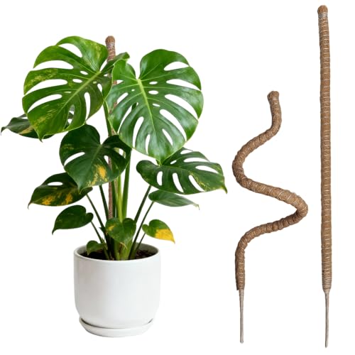 Wigearss 2 Stück Moosstab für Monstera, Kokosfaser Rankhilfe, Pflanzstab Kokos, Pflanzenstütze für Kletterpflanzen, 60cm