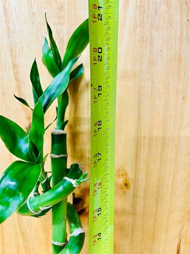 Generic Live Lucky Bamboo 18 Inch Spiral & Straight Combination 3 X 2 Combos thumb #2