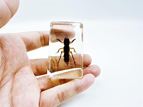 Image of Assorted Styles of Beetle and Insect Specimens, Clear Amber Resin Material Ideal for Kids' Science Education, Collecting, and Home Decoration 2.4″*1.4″*0.7″ (No.47)