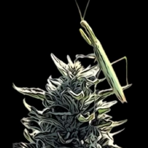 Break The Cypher cover art