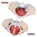 1:1 Life Size Human Female Pelvis Model with Pelvic Floor Muscles Perineal Model All in One Female Anatomy Model Skeleton for the teaching of physiology and hygiene in the teaching of anatomy schools