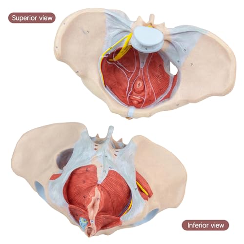 Image of 1:1 Life Size Human Female Pelvis Model with Pelvic Floor Muscles Perineal Model All in One Female Anatomy Model Skeleton for the teaching of physiology and hygiene in the teaching of anatomy schools