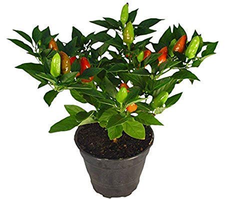 Dipa Gerden Green Bird Eye Chilli Seeds - Pack of 50 Seeds (B07KW8PJFY) Amazon Price History, Amazon Price Tracker