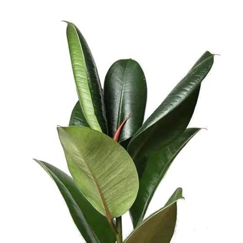 Ficus Elástica Natural Árbol de Riego Moderado