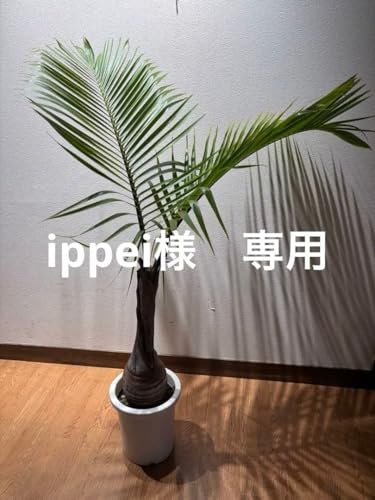 観葉植物 トックリヤシ」の人気商品一覧 | 安い商品を通販サイトから