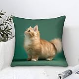 e636 082 acme Federe Cuscini: Fodere per Cuscini 50 x 50 cm. La confezione contiene Set di 4 di fodera cuscino, l'inserto del cuscino non è incluso. Il motivo è solo sul davanti e nessuna stampa sul retro.