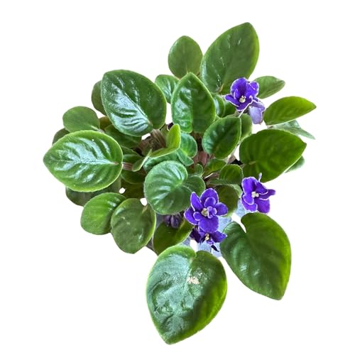 PLANTVERS African Violet in a 4" Grow Pot – Beautiful Indoor Purple...