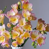 10 piezas bulbos de fresia resistentes, plantas exóticas resistentes, plantas resistentes Comprar tubérculos de bulbos de fresia - Freesia hybrida - bulbos de flores de floración temprana,