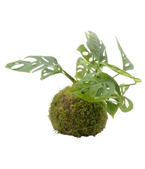 Planta Monstera Adansonii KOKEDAMA Artesanal DECOALIVE Planta en Bola de Musgo