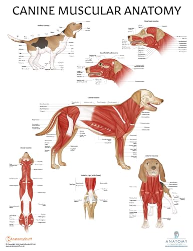 Image of 3 PACK Canine Muscular and Skeletal Systems with Internal Organ Anatomy Poster Set, LAMINATED, Veterinary Anatomy Physiology, 17.3 x 22.5 Inches, Anatomical Diagram for Education Learning and Students
