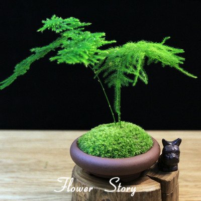 japanese juniper bonsai tree Small Juniper Bonsai Tree