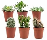 Les cactus et/ou plantes succulentes ZynesFlora sortent tout juste de la serre. Nos horticulteurs sélectionnent pour vous les meilleures plantes parmi votre offre, afin que seule la meilleure qualité arrive chez vous.