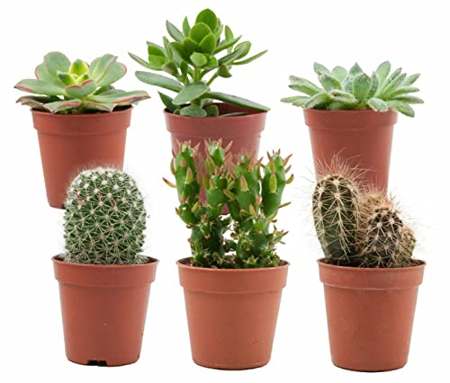 ZynesFlora Cactus et Succulentes Naturelles en pot de fleurs Ø 5.5 cm - Lot de 6 - Hauteur: 5-10 cm - Mélange de Succulentes Petite Variétés Diverses...