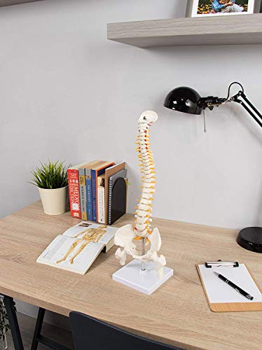 Image of 45cm Tall Human Vertebral Column Anatomy Spine Model for Chiropractor and Osteopath | Learn Spinal Anatomy In No Time With This Spine Model