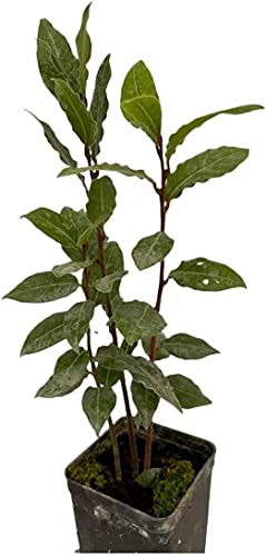 Laurus Nobilis Árbol Natural Conocido Comúnmente como Laurel o Lauro