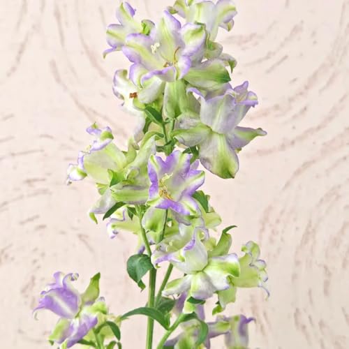 semi resistenti di campanula resistenti all'esterno campanula per il giardino ornamentali decorazione da giardino roccioso 250pcs