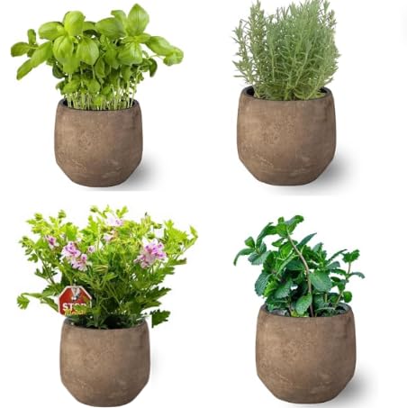 Pack de 4 Plantas Aromáticas : Planta Lavanda + Planta Albahaca + Planta Menta + Planta Citronela Antimosquitos de Interior y Exterior en Maceta Ø10 cm - Hierbas para Huerto urbano y Jardín