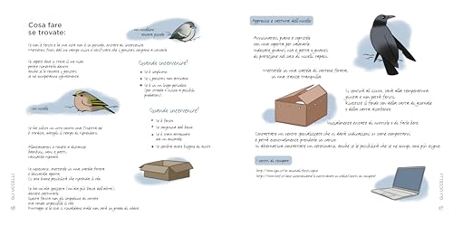 Conoscere E Proteggere La Piccola Fauna Urbana. Uccelli, Scoiattoli, Ricci, Api... - 7