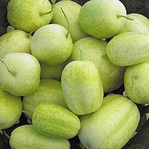 cumming on plants Hoya davidcummingii  Unsolicited Plant Talks