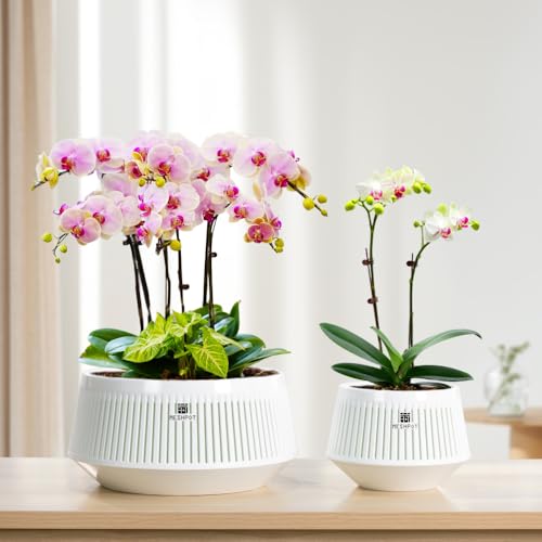 Meshpot Orchid Pots with Holes for Repotting, Decorative African Violet Pots with Air-Pruning and Good Air Circulation, Plastic White Orchid Planter with Saucers, 5 Inch, Set of 3 by Meshpot - Image 5