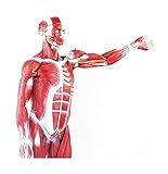 Lehrmodell Anatomie, Menschlicher Muskeln Modell Human Anatomy Science-Modelle Abnehmbares menschliches Muskelmodell mit internen Organen (Größe: 78x16x12cm) (Size : 78 X 16 X 12cm)