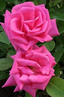 Striking Pink Climbing Rose Plant in a 3 Lt Pot Perfect for Outdoor Gardening, Vertical Gardens & Romantic Garden Design