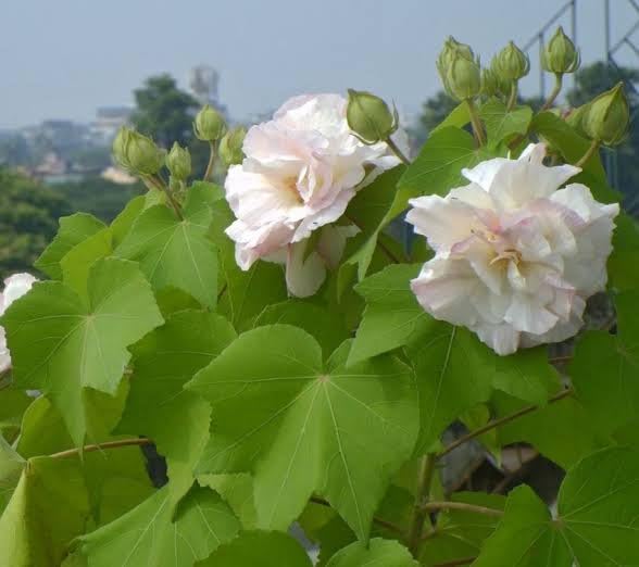 BISWAS PLANTS HOUSE White Land Lotus/Sthal Kamal Flower Live Plant Pack Of-1 Healthy Padma Flower Plant (B0D3LNLKTW) Amazon Price History, Amazon Price Tracker