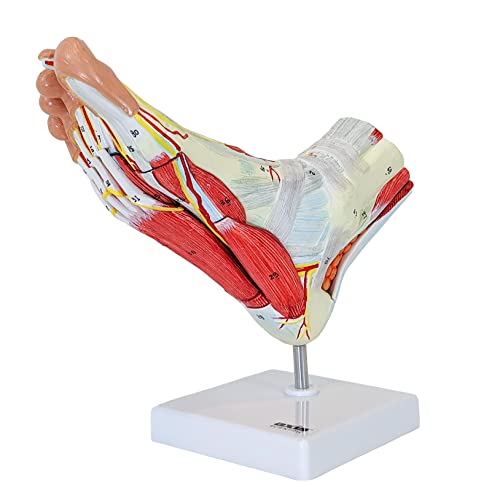 Axis Scientific A-105857 Foot Anatomy Model With 9 Removable And Numbered Parts cover