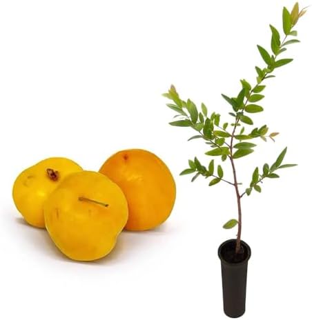 Muda de Uvaia 20 a 40cm AMK - Plantas Online