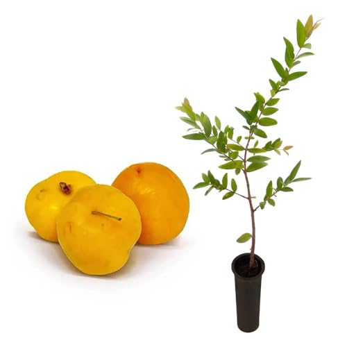 Genérico, Muda de Uvaia 20 a 40cm AMK - Plantas Online