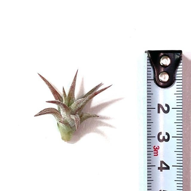 Amazon.co.jp: (現品) チランジア イオナンタ バンハイニンギー 斑入り