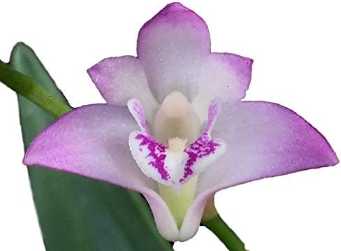 Dendrobium kingianum - The Easiest Orchid on Earth Fragrant Blooms Compact Perfect for windowsills or Outdoors (not in Bloom When Shipped)