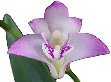 Dendrobium kingianum - The Easiest Orchid on Earth Fragrant Blooms Compact Perfect for windowsills or Outdoors not in Bloom When Shipped 1-Size