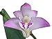 Orchid Insanity Dendrobium kingianum - The Easiest Orchid on Earth fragrant blooms compact perfect for windowsills or outdoors (not in bloom when shipped)