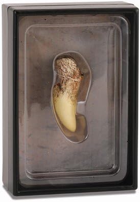 Miniatura 2 de CollectA Diente de vida prehistórica del tiranosaurio Rex en vitrina  réplica de fósil de dinosaurio aprobada por paleontólogos