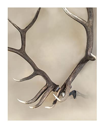 Skull Hooker Powder-Coated Steel Xxl Bone Bracket – Designed To Accommodate The Skull Plates Of Antlered And Horned Species Such As Elk, Caribou, Buffalo, Moose And Heavy-Horned Sheep #TOP5
