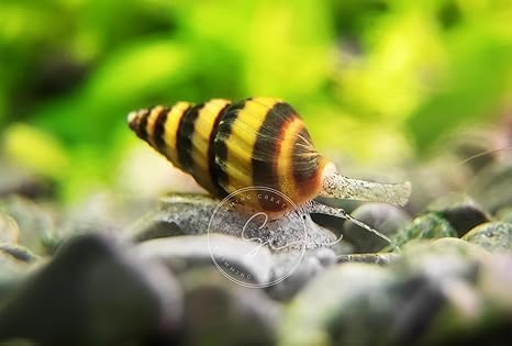 Swimming Creatures 20 Assassin Snails Live for Freshwater Aquarium (Clea Helena) 0.5" - 1"