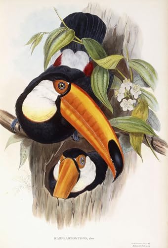 Affiche oiseau Ramphastos Toco pour créer une ambiance naturelle dans votre salon
