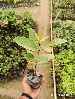Image of BIGREEN ZENEBULLA Hybrid Healthy Falsa Fruit Plant with Pot | Live Falsa Plant for Home Garden Terrace Balcony | Fast Growing Fruit Plant for Outdoor & Indoor Gardening | Ready to Grow Sapling