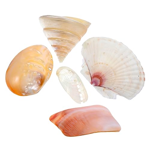 IMIKEYA 5 Piezas Accesorios De Tiro Conchas Marinas Náuticas Decoración De Mesa De Playa Decoración Colgante De Concha Accesorios para Fotografía De Producto Caracola Conchas Naturales